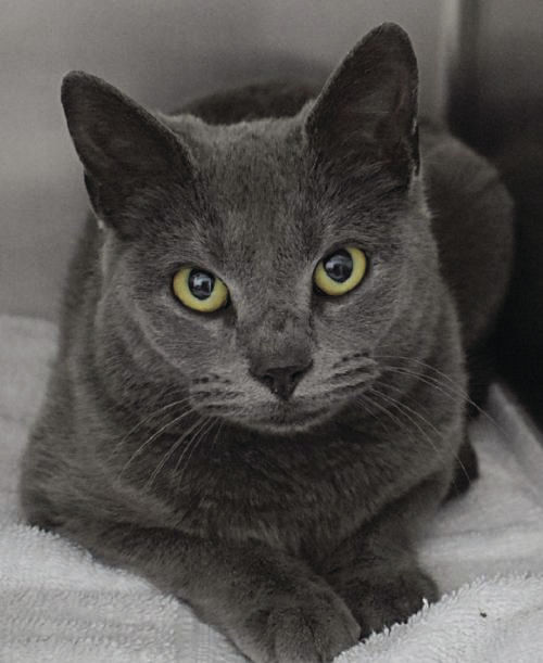 Gemma